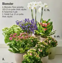 Orkidé 3-gr, DKK 69
