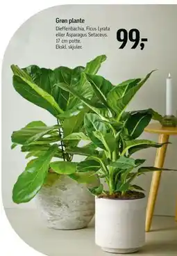 Føtex Grøn plante, DKK 99 tilbud