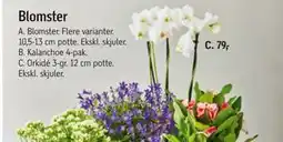 Føtex Kalanchoe 4-pak, DKK 79 tilbud