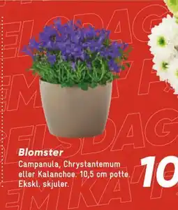 Bilka Blomster, DKK 10 tilbud