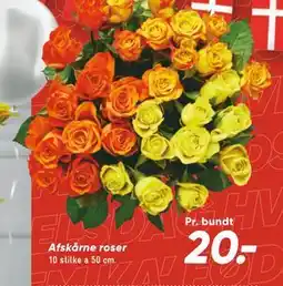 Bilka Afskårne roser, DKK 20 tilbud