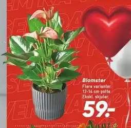 Bilka Blomster, DKK 59 tilbud