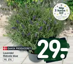 REMA 1000 Lavendel Hidcote blue, DKK 29 tilbud