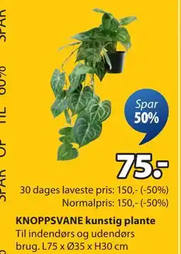 JYSK KNOPPSVANE kunstig plante, DKK 75 tilbud