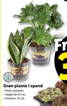 Lidl Grøn plante i spand, DKK 39 tilbud