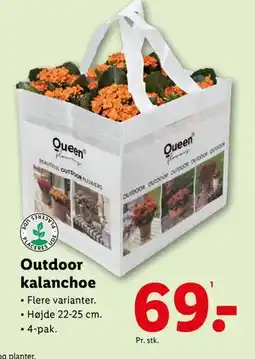 Lidl Outdoor kalanchoe, DKK 69 tilbud