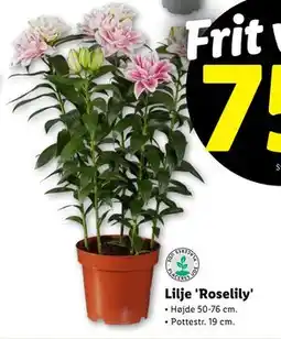 Lidl Lilje 'Roselily', DKK 75 tilbud