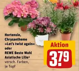REWE DE Hortensie, chrysantheme let's twist again oder rewe beste wahl asiatische lilie tilbud
