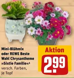 REWE DE Mini-blühmix oder rewe beste wahl chrysantheme sixtie familie tilbud