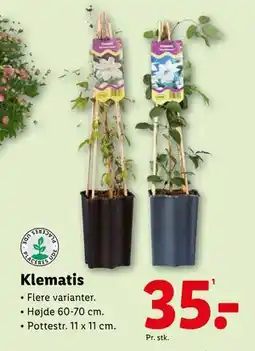 Lidl Klematis, DKK 35 tilbud
