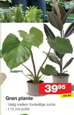 Bauhaus Grøn plante tilbud