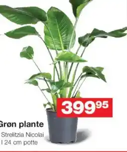 Bauhaus Grøn plante -Strelitzia Nicolai tilbud