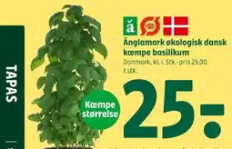 Coop 365 Änglamark økologisk dansk kæmpe basilikum tilbud