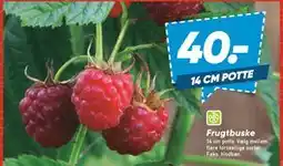 Bilka Frugtbuske, DKK 40 tilbud