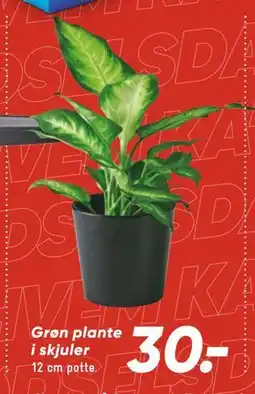 Bilka Grøn plante i skjuler, DKK 30 tilbud