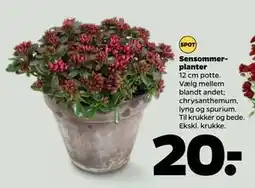 Netto Sensommerplanter, DKK 20 tilbud