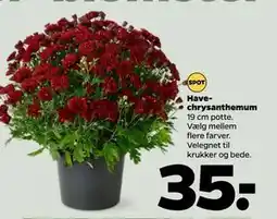 Netto Havechrysanthemum, DKK 35 tilbud