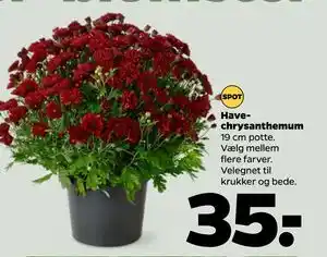 Netto Havechrysanthemum, DKK 35 tilbud