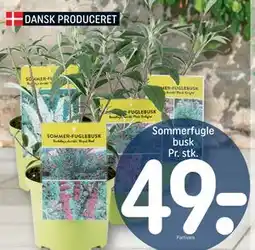 REMA 1000 Sommerfugle busk Pr. stk, DKK 49 tilbud