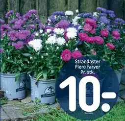 REMA 1000 Strandaster Flere farver Pr. stk, DKK 10 tilbud