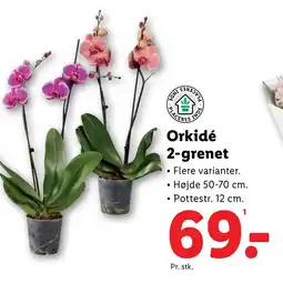 Lidl Orkidé 2-grenet tilbud