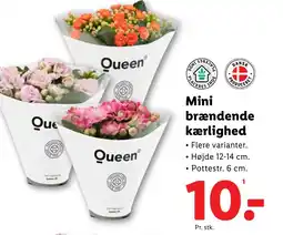 Lidl Mini brændende kærlighed tilbud