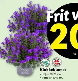 Lidl Klokkeblomst tilbud
