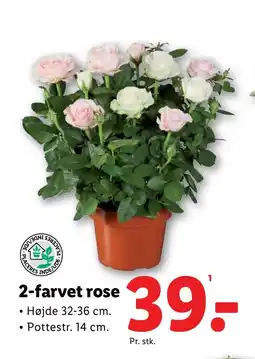Lidl 2-farvet rose tilbud