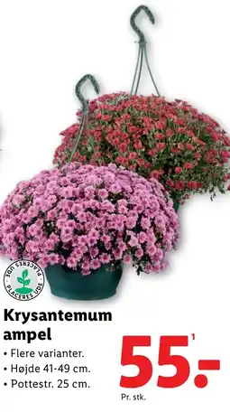 Lidl Krysantemum ampel tilbud
