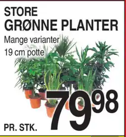 ABC Lavpris STORE GRØNNE PLANTER Mange varianter tilbud
