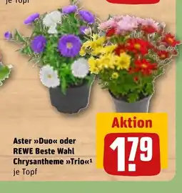 REWE DE Aster >>>Duo<< oder REWE Beste Wahl tilbud