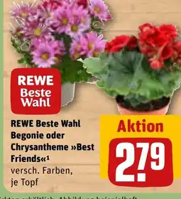 REWE DE REWE Beste Wahl Begonie oder Chrysantheme >>Best Friends<<1 versch. Farben, je Topf tilbud