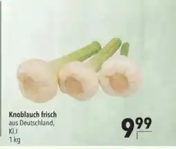 Citti Knoblauch frisch tilbud