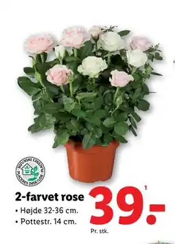 Lidl 2-farvet rose, DKK 39 tilbud