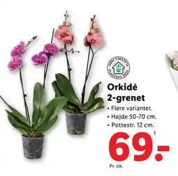 Lidl Orkidé 2-grenet, DKK 69 tilbud