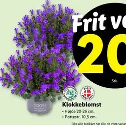 Lidl Klokkeblomst, DKK 20 tilbud