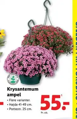 Lidl Krysantemum ampel, DKK 55 tilbud