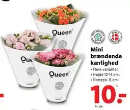 Lidl Mini brændende kærlighed, DKK 10 tilbud
