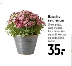 Føtex Havechry- santhemum tilbud