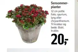 Føtex Sensommer- planter tilbud