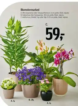 Føtex Blomstermarked tilbud