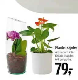Føtex Plante i skjuler tilbud
