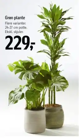 Føtex Grøn plante tilbud
