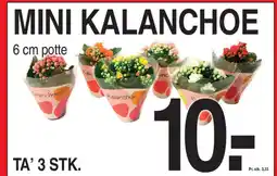 ABC Lavpris Mini kalanchoe tilbud