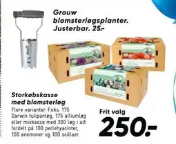 Bilka Storkøbskasse med blomsterløg, DKK 250 tilbud