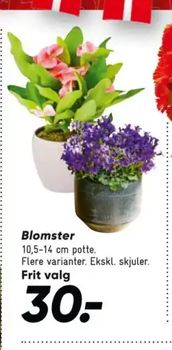 Bilka Blomster, DKK 30 tilbud