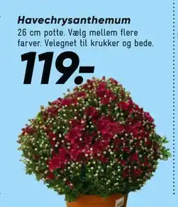 Bilka Havechrysanthemum, DKK 119 tilbud