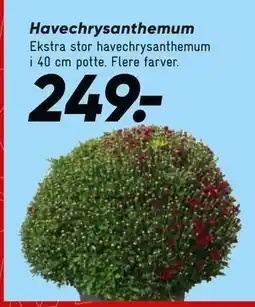 Bilka Havechrysanthemum, DKK 249 tilbud