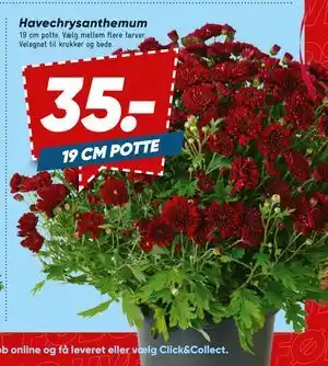 Bilka Havechrysanthemum, DKK 35 tilbud