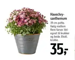 Føtex Havechrysanthemum, DKK 35 tilbud